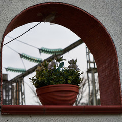 Image of a pot with flowers on the background of a power line.