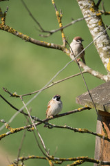 House sparrows (Passer domesticus)