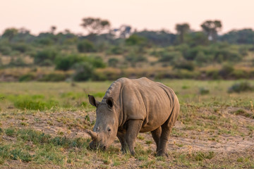 Breitmaulnashorn (Ceratotherium simum) in Namibia