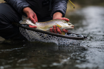 Recreational Fly Fishing for trout - obrazy, fototapety, plakaty