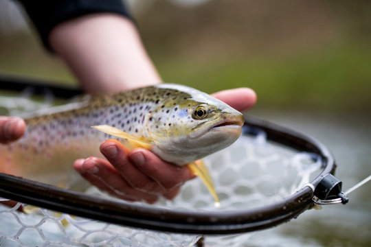 Recreational Fly Fishing for trout