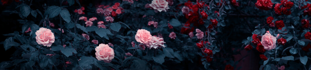 Blooming pink and red roses flowers in mystical garden on mysterious fairy tale spring or summer...