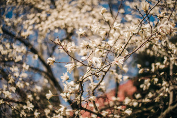 A branch of blooming magnolia in the garden