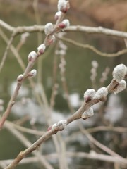 willow branches with catkins