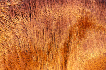 Brown hairy texture of the cow skin
