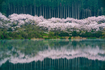 香下ダムの桜