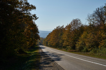 Image of the road in the autumn forest.