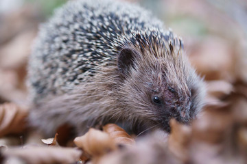 Injured hedgehog (Erinaceinae) attacked by dog 