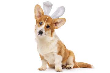 Welsh corgi puppy wearing bunny ears