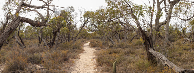panorama of an unsealed sandy hiking trail leading off through a desert national park in rural Victoria, Australia, leading thru native trees and plants. Little desert national park