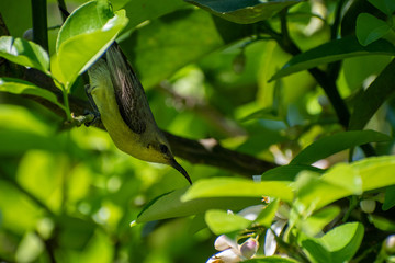 Green Tailed Sunbird