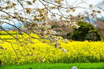 長崎鼻の桜