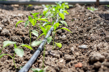 The drip irrigation pepper saplings for good immune system.
