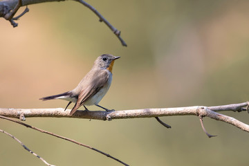 Image of Taiga Flycatcher or Red-throated Flycatcher Bird (Ficedula albicilla) on a tree branch on nature background. Birds. Animal.