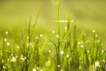 Summer agriculture field grass 