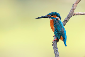Image of common kingfisher (Alcedo atthis) perched on a branch on nature background. Bird. Animals.