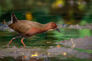 Image of Ruddy-breasted crake bird(Porzana fusca) are looking for food in swamp on nature background. Bird. Animals.
