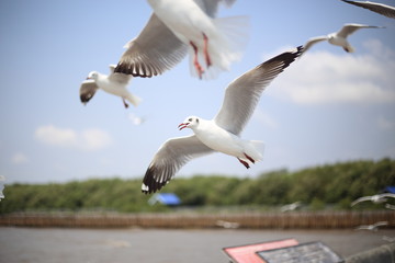 Fototapeta na wymiar Seagull at Bang Pu, Thailand