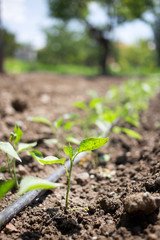 The drip irrigation pepper saplings for good immune system.
