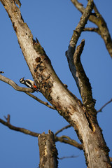 Great spotted Woodpecker 