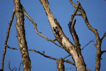 Great spotted Woodpecker 