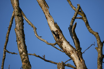 Great spotted Woodpecker 