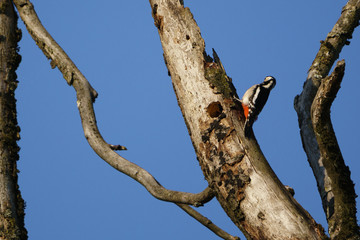 Great spotted Woodpecker 
