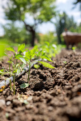 The drip irrigation pepper saplings for good immune system.