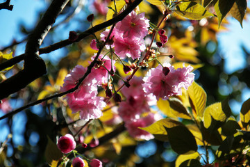 Finalmente primavera! Primo piano di albero di ciliegio da fiore (Prunus serrulata), fioritura sul fondo azzurro del cielo