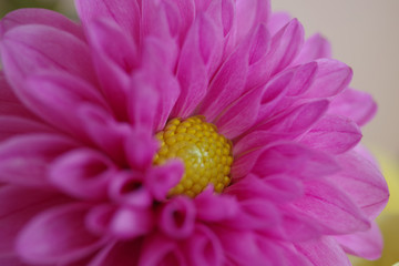 close up of pink dahlia flower
