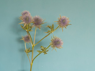 Seedheads of wild teasel, in front of green wall. View with copy space. with shadow on wall