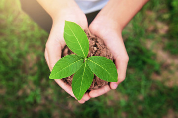 Naklejka na ściany i meble top view of hand holding young plant growing on dirt with green grass background. environment eco concept