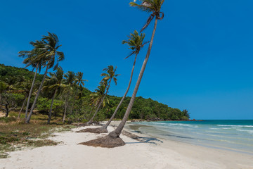 Coconut palm trees at the  Bai Sao beach, Phu Quoc island, Vietnam