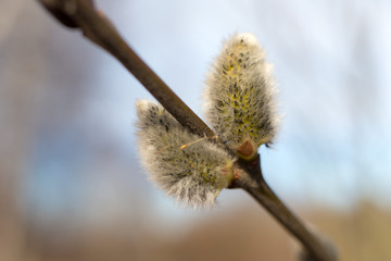 willow buds closeup