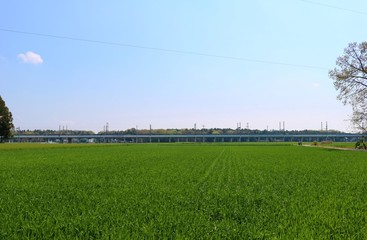 田舎　春　麦畑　新幹線高架橋　風景　杤木