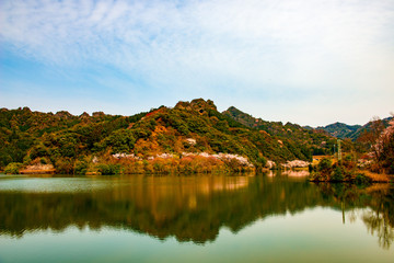 Fototapeta premium 並石ダムグリーンランドの桜