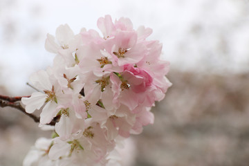 桜　グラデーション
