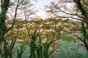 並石ダムグリーンランドの桜