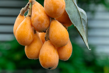 Loquat fruit, named for its shape resembling a lute instrument