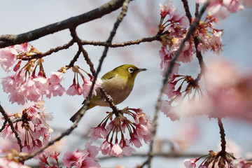 桜とメジロ