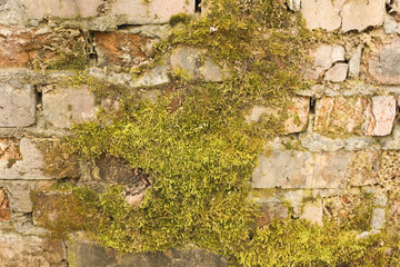 brick wall with moss, background
