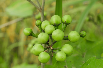 Closeup Pea eggplant growing on tree.Turkey berry,Turkey eggplants.