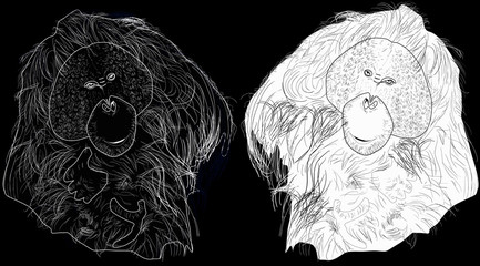 orangutan sketches isolated on black background © Alexander Potapov
