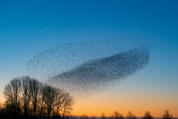 Fototapeta na wymiar Beautiful large flock of starlings (Sturnus vulgaris), Geldermalsen in the Netherlands. During January and February, hundreds of thousands of starlings gathered in huge clouds. Silhouettes of birds.