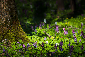 Flowers in the woods. Spring forest