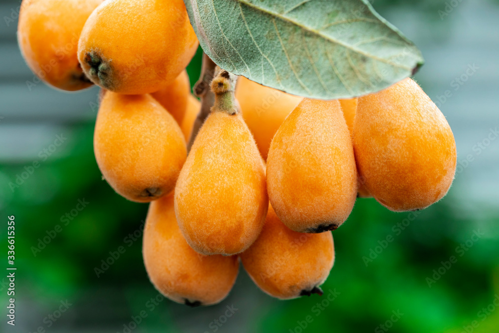 Wall mural Loquat fruit, named for its shape resembling a lute instrument