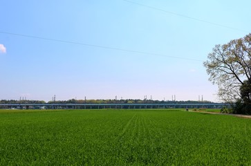 田舎　春　麦畑　新幹線高架橋　風景　杤木