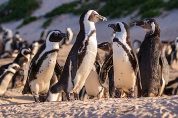 Fototapeten Humboldt-Pinguin (Spheniscus humboldti) in Südafrika  © Jearu