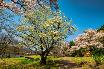 志高湖の桜