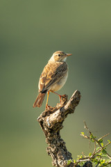 Fototapeta premium Rattling cisticola on stump with bokeh background